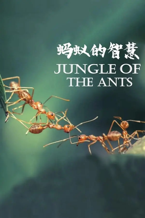 蚂蚁的智慧(全集)